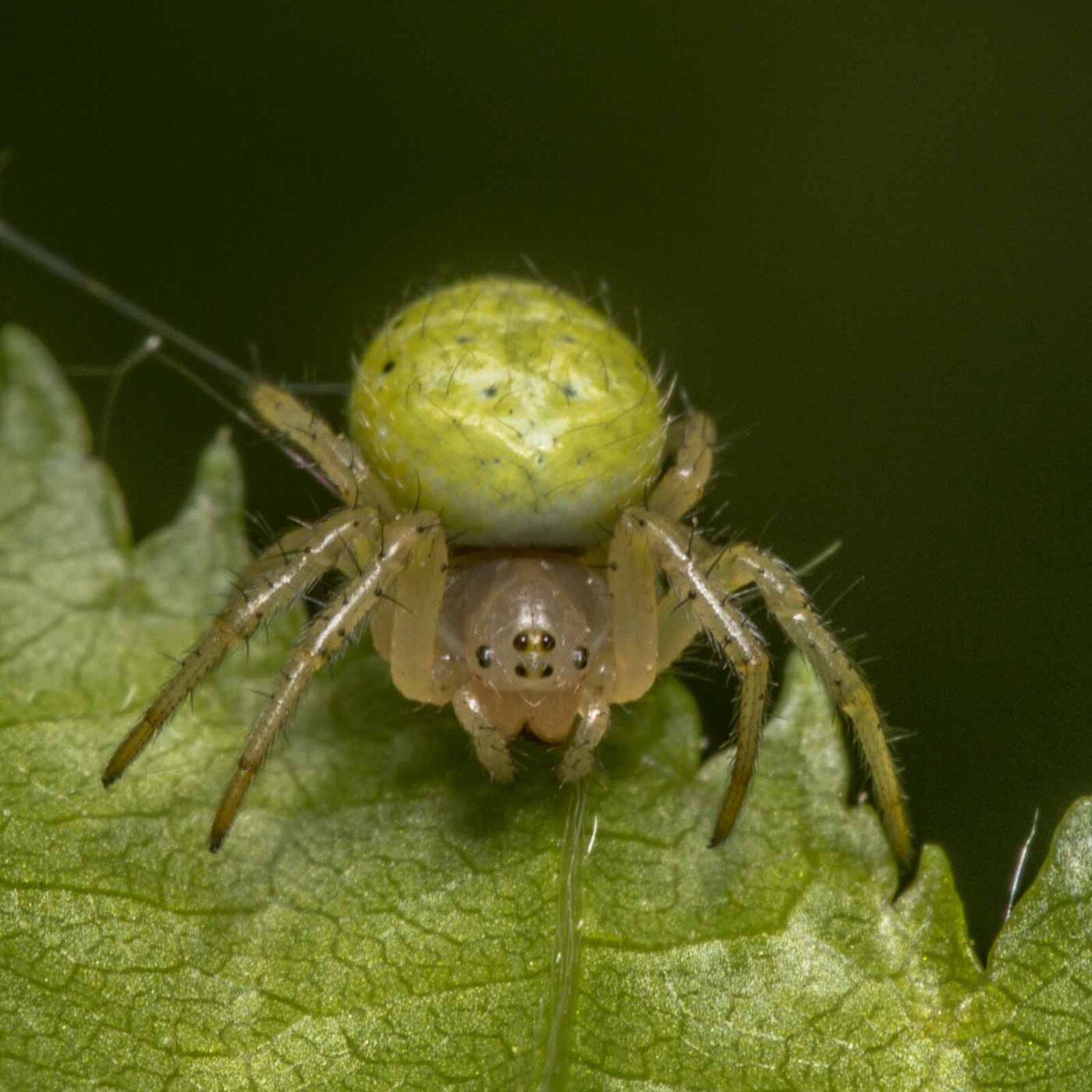 2020-04-26 - NSG Hafen Herten