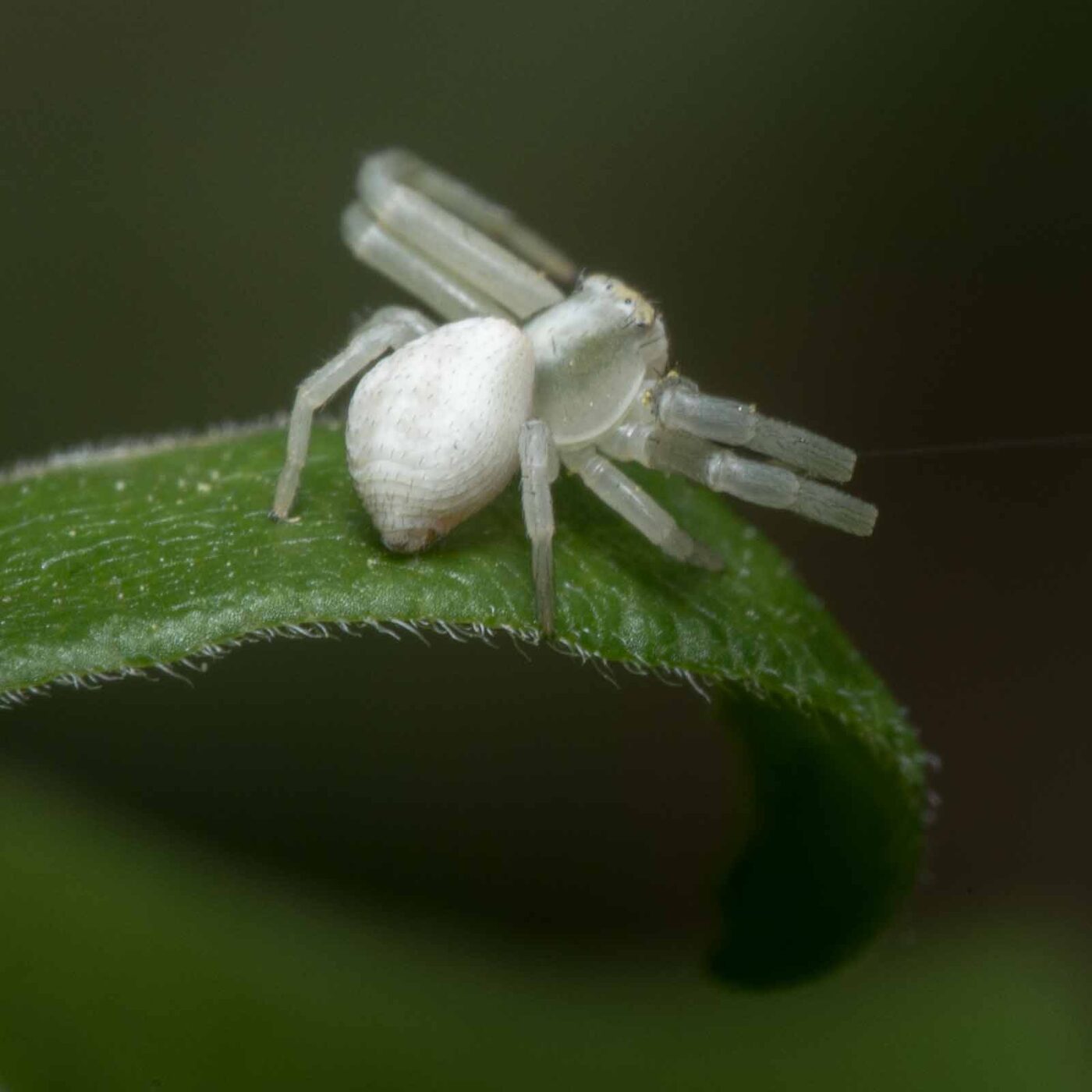 2020-04-26 - NSG Hafen Herten