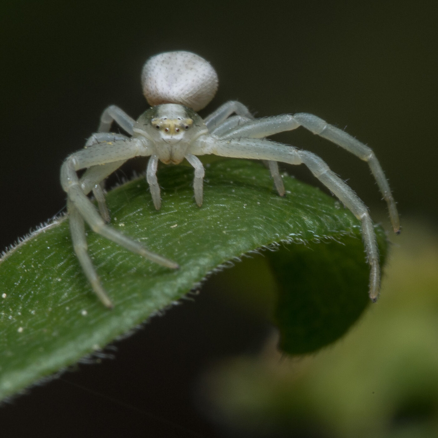 2020-04-26 - NSG Hafen Herten