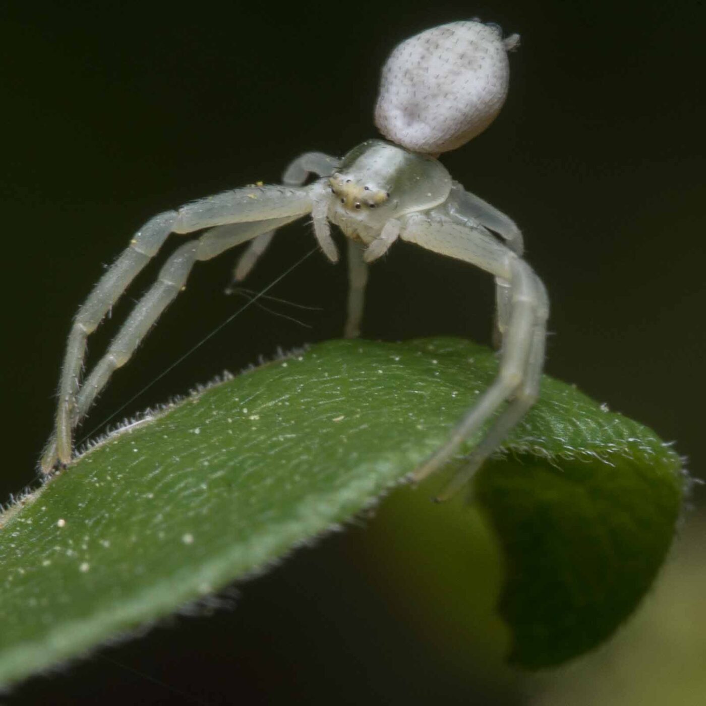 2020-04-26 - NSG Hafen Herten