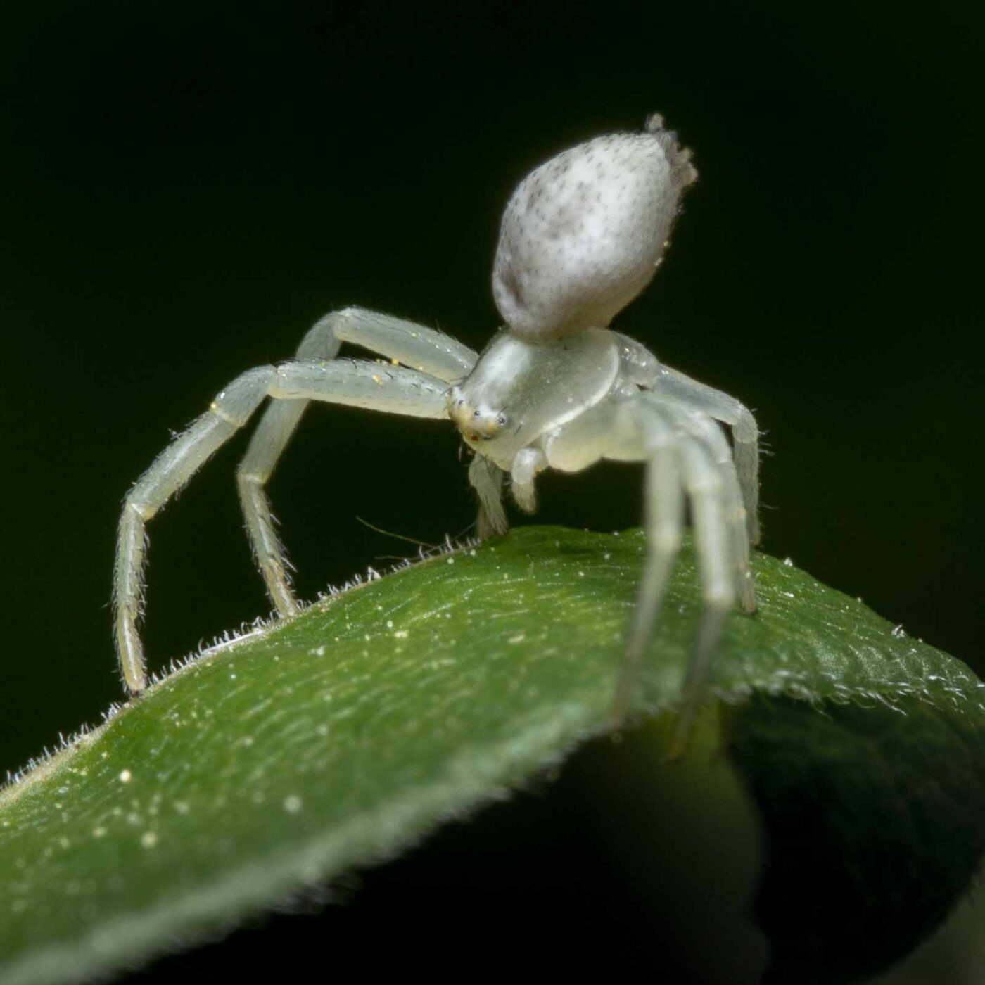 2020-04-26 - NSG Hafen Herten
