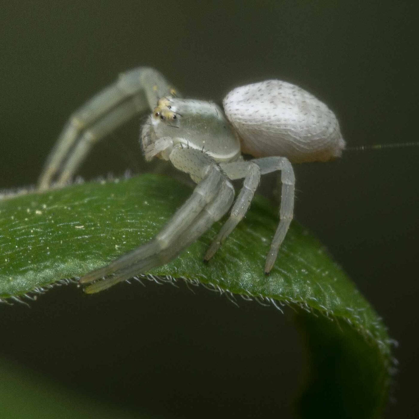 2020-04-26 - NSG Hafen Herten