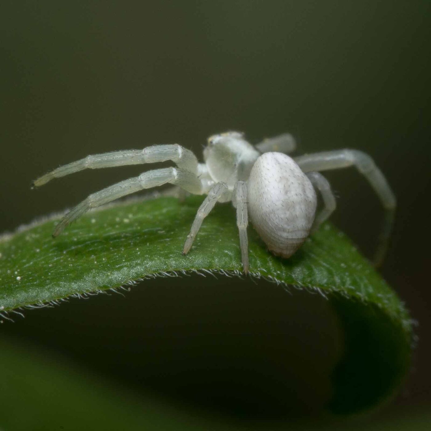 2020-04-26 - NSG Hafen Herten