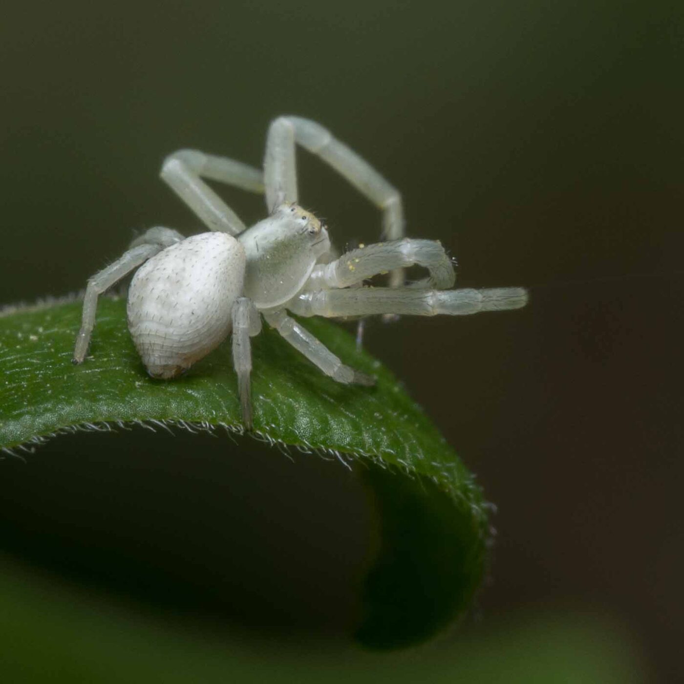 2020-04-26 - NSG Hafen Herten