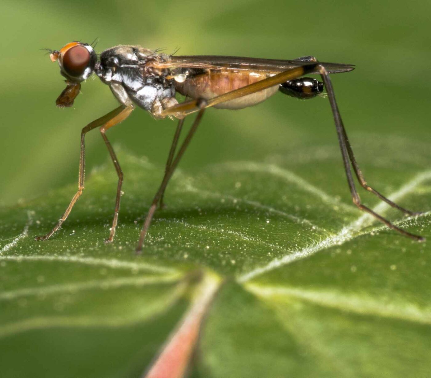 2020-04-26 - NSG Hafen Herten