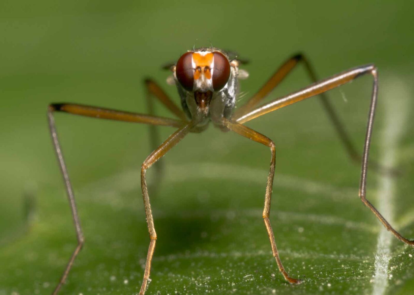 2020-04-26 - NSG Hafen Herten