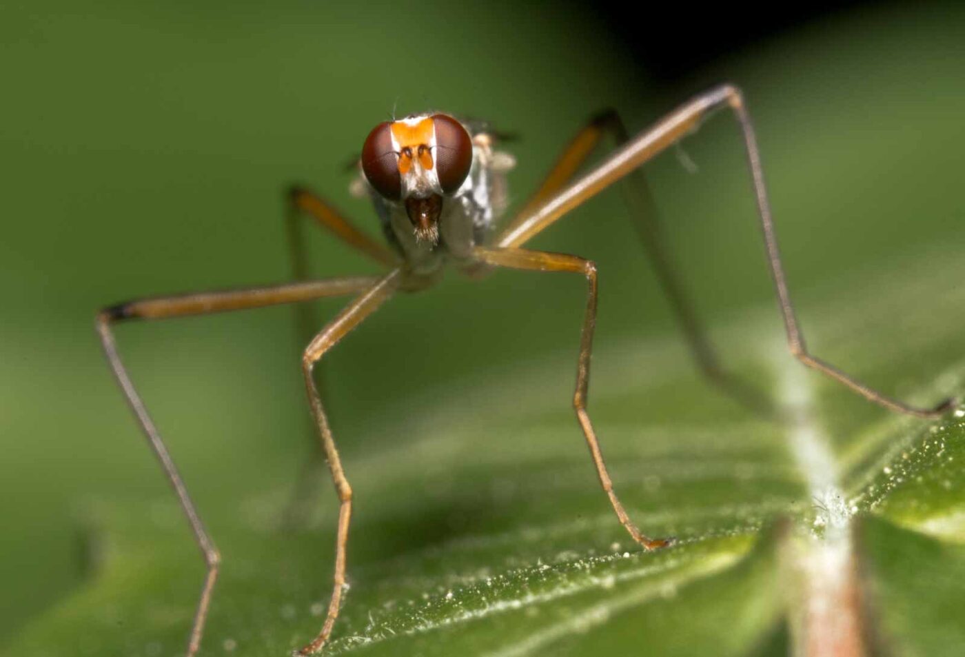 2020-04-26 - NSG Hafen Herten