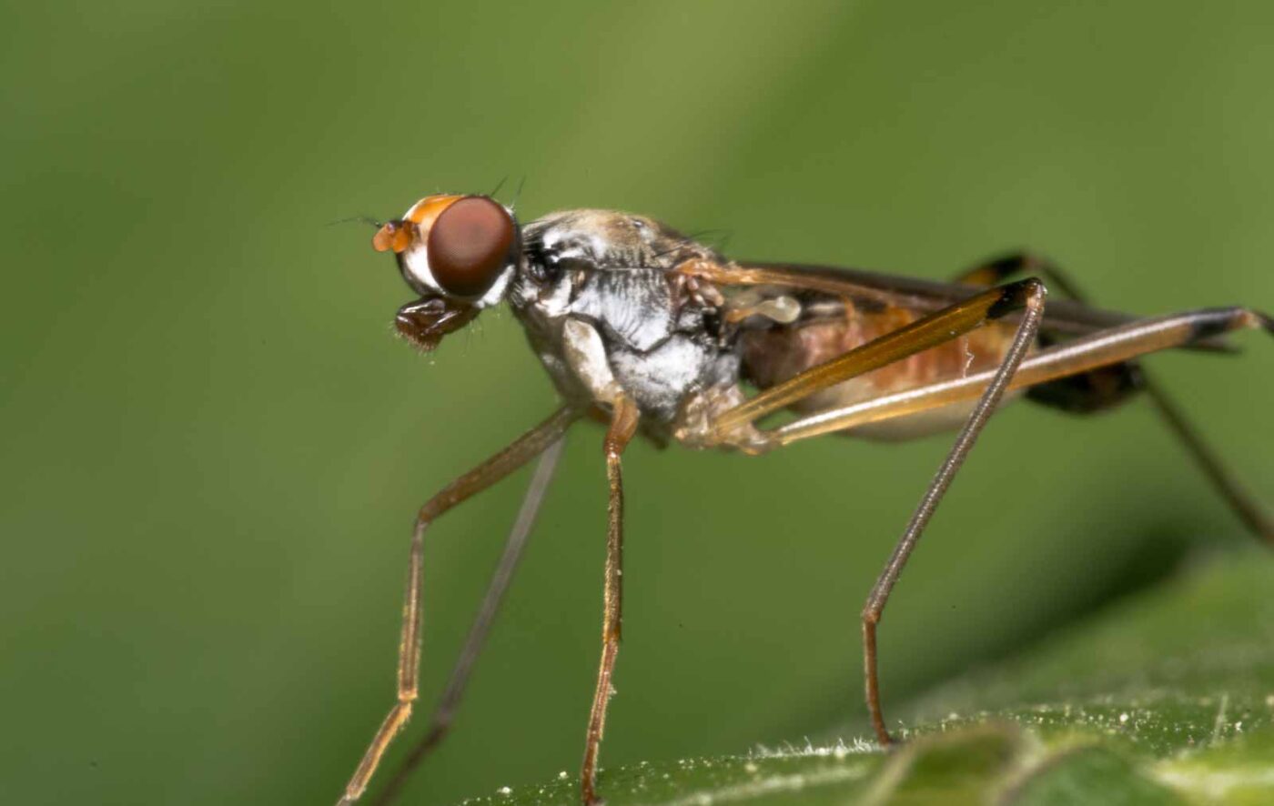 2020-04-26 - NSG Hafen Herten