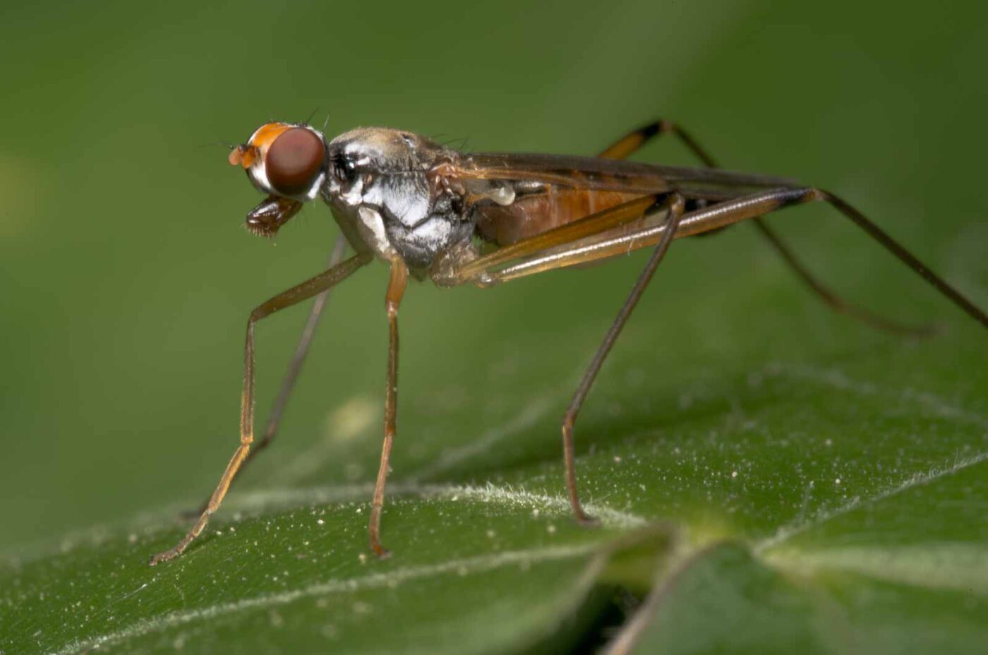 2020-04-26 - NSG Hafen Herten