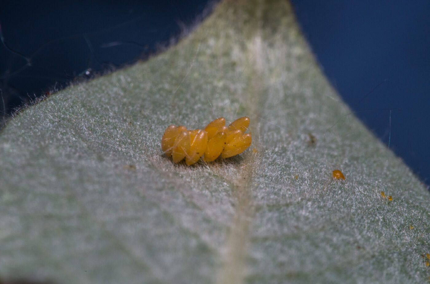 2020-04-26 - NSG Hafen Herten