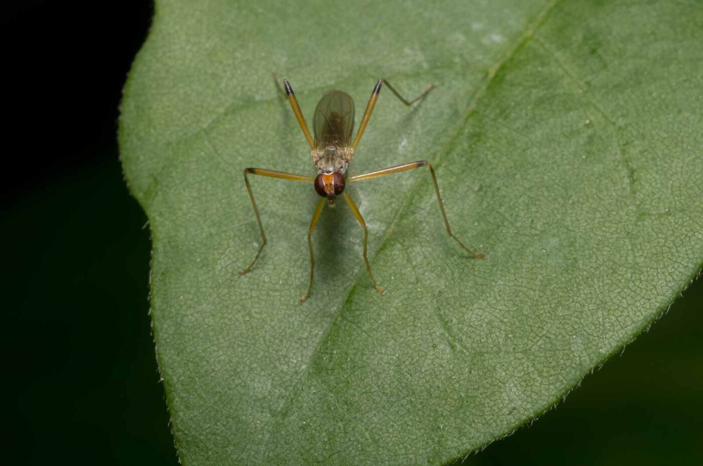 2020-04-26 - NSG Hafen Herten