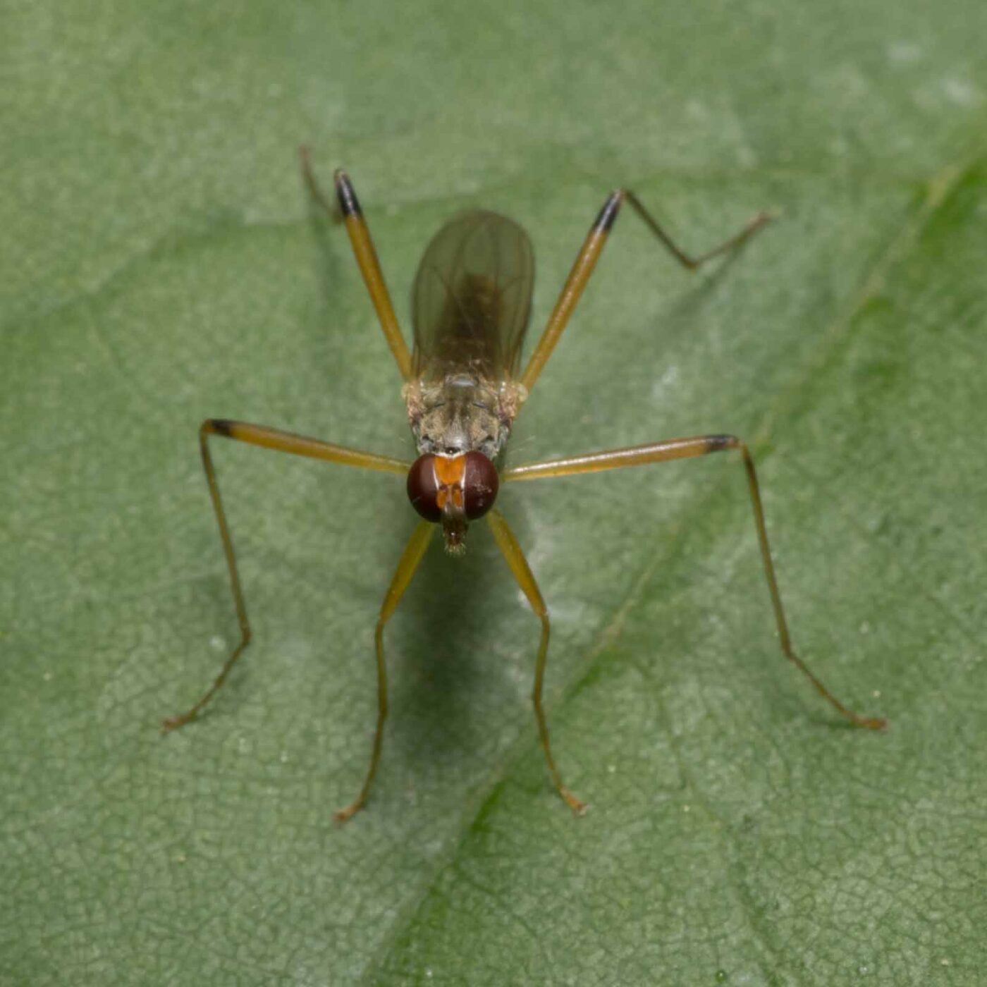 2020-04-26 - NSG Hafen Herten