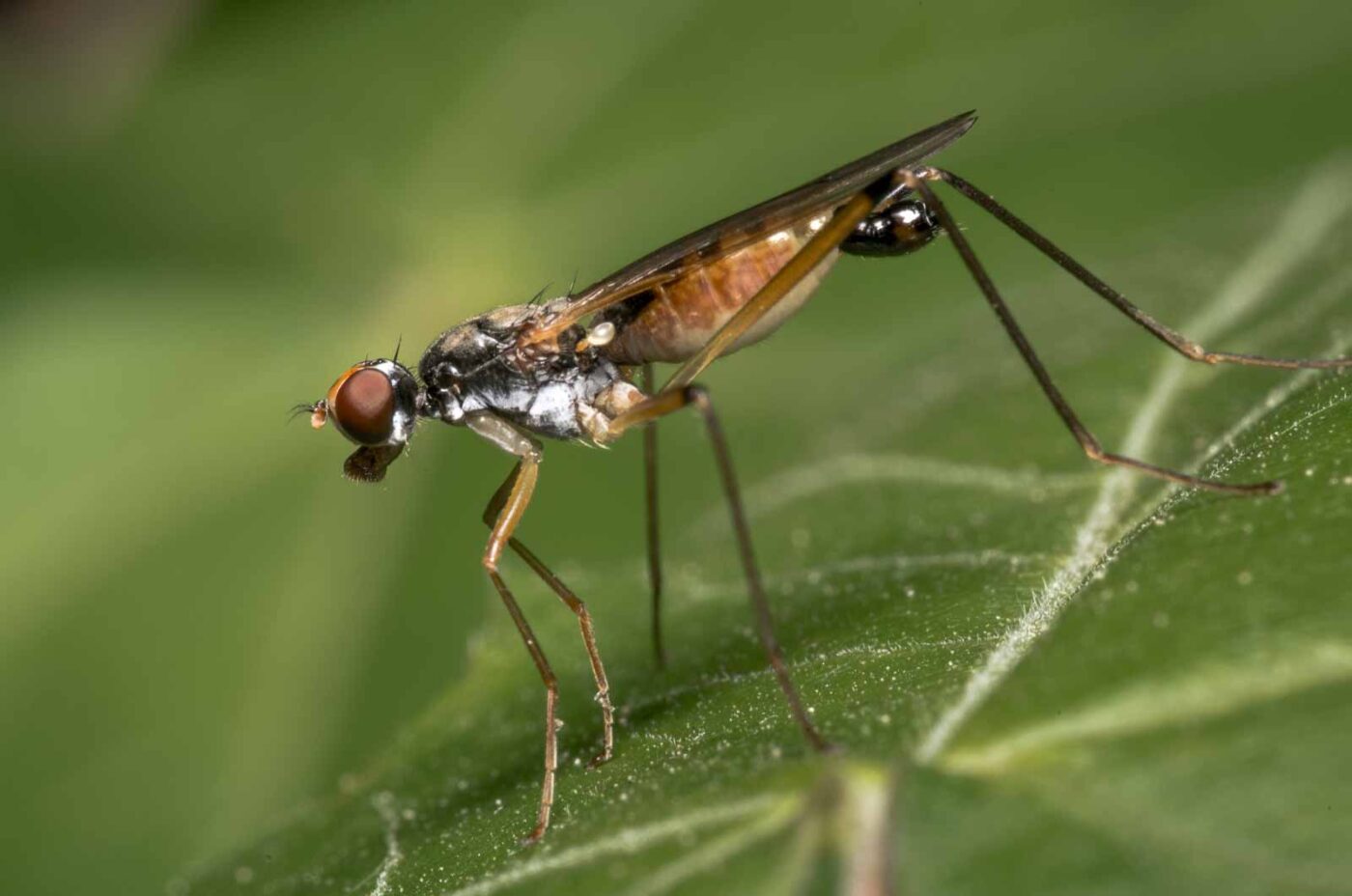 2020-04-26 - NSG Hafen Herten