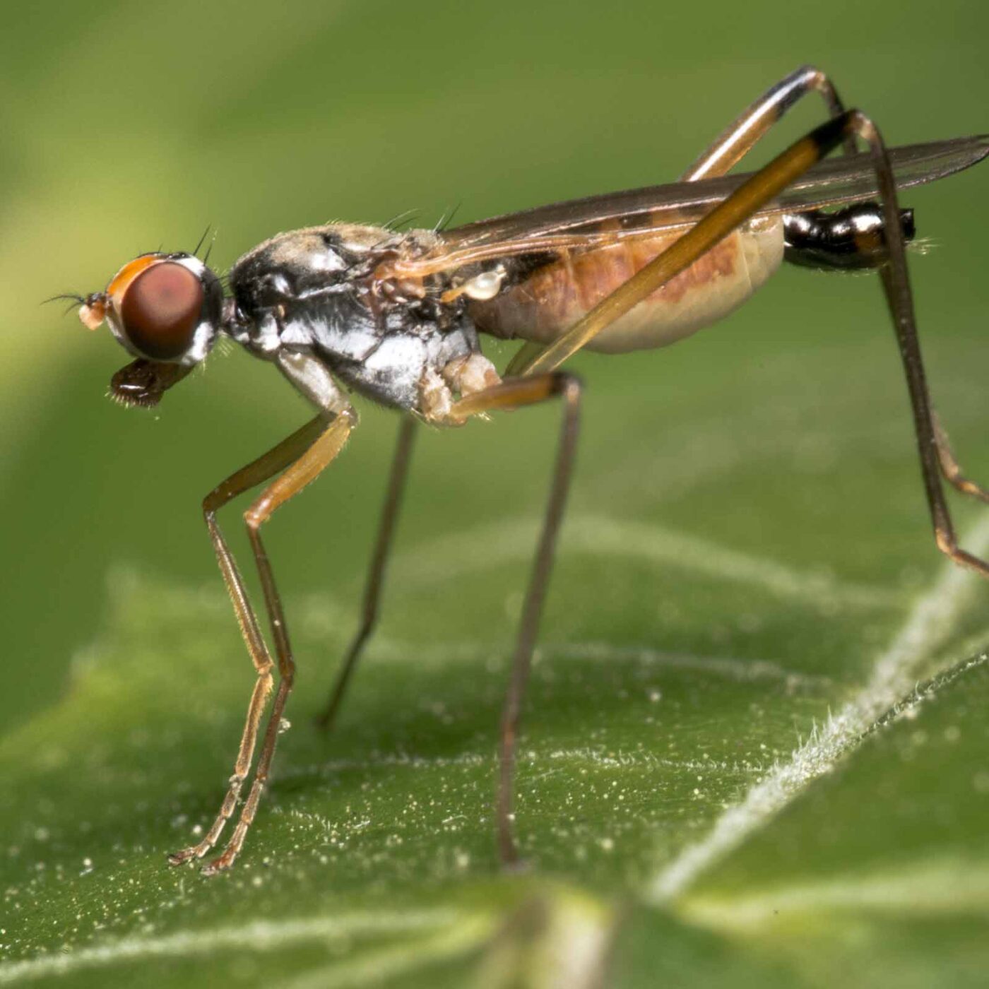 2020-04-26 - NSG Hafen Herten