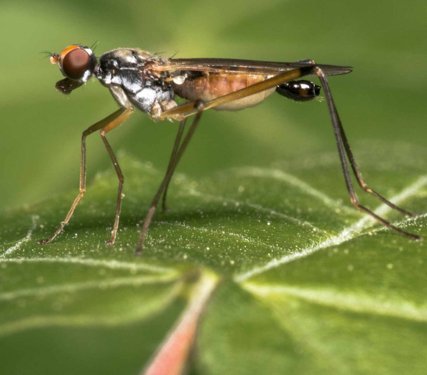 2020-04-26 - NSG Hafen Herten