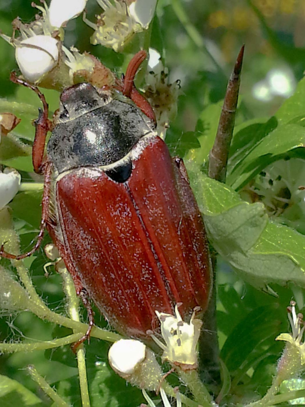 2020-05-06 - NSG Hürfeldhalde Dorsten