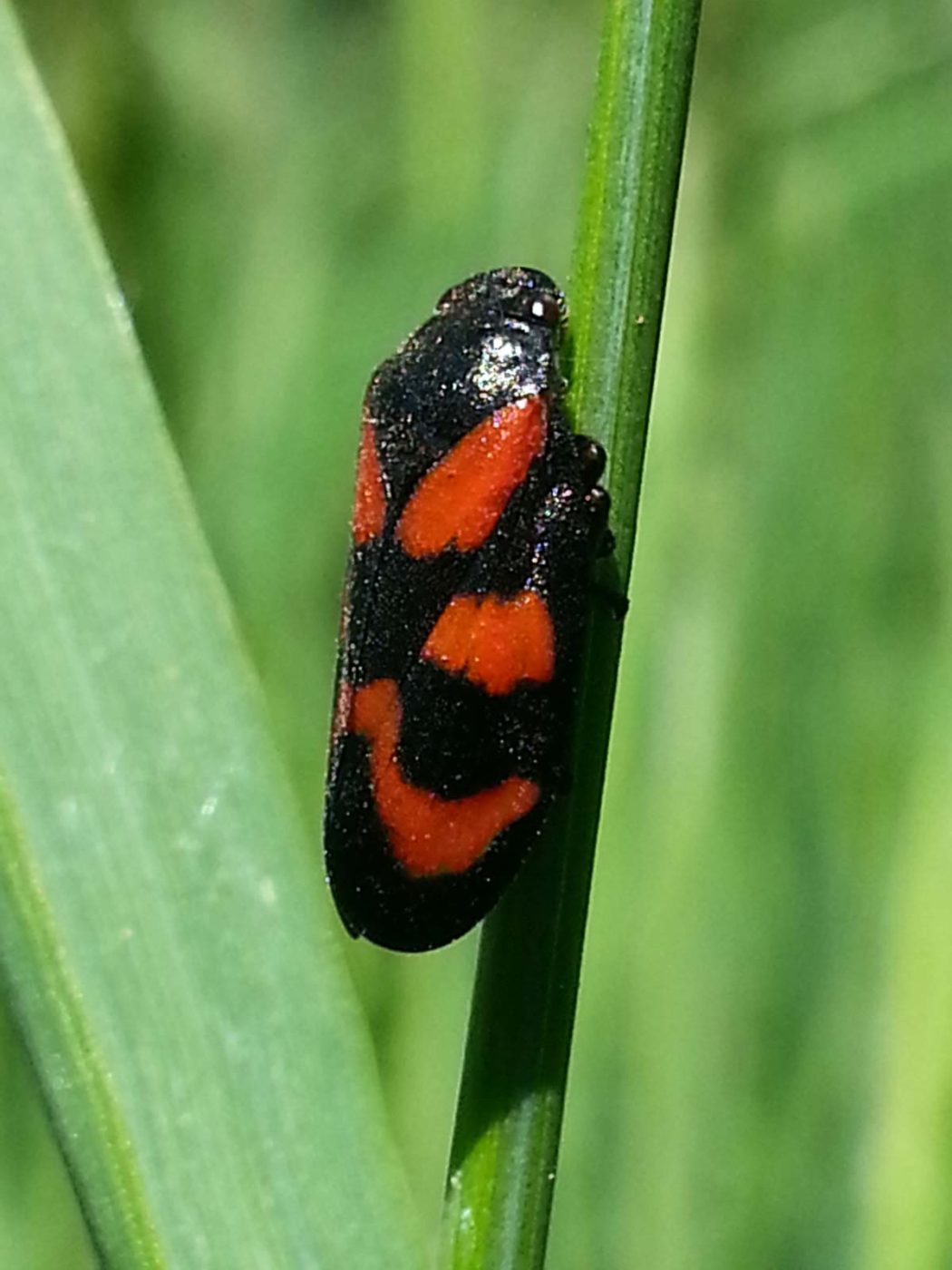 2020-05-06 - NSG Hürfeldhalde Dorsten