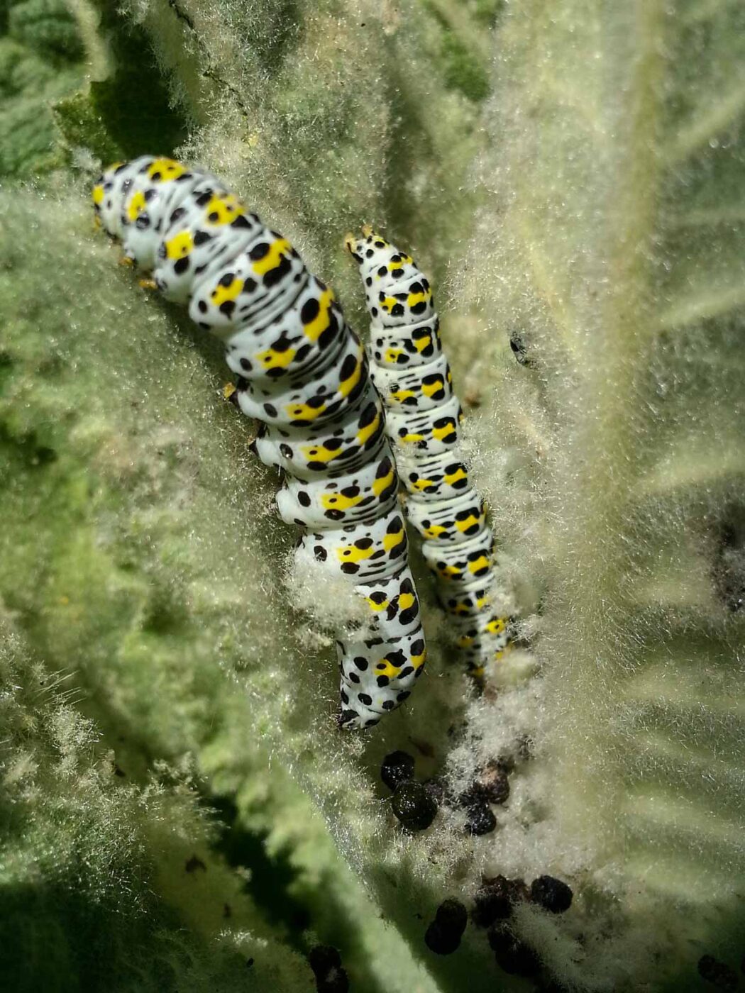 2020-05-06 - NSG Hürfeldhalde Dorsten