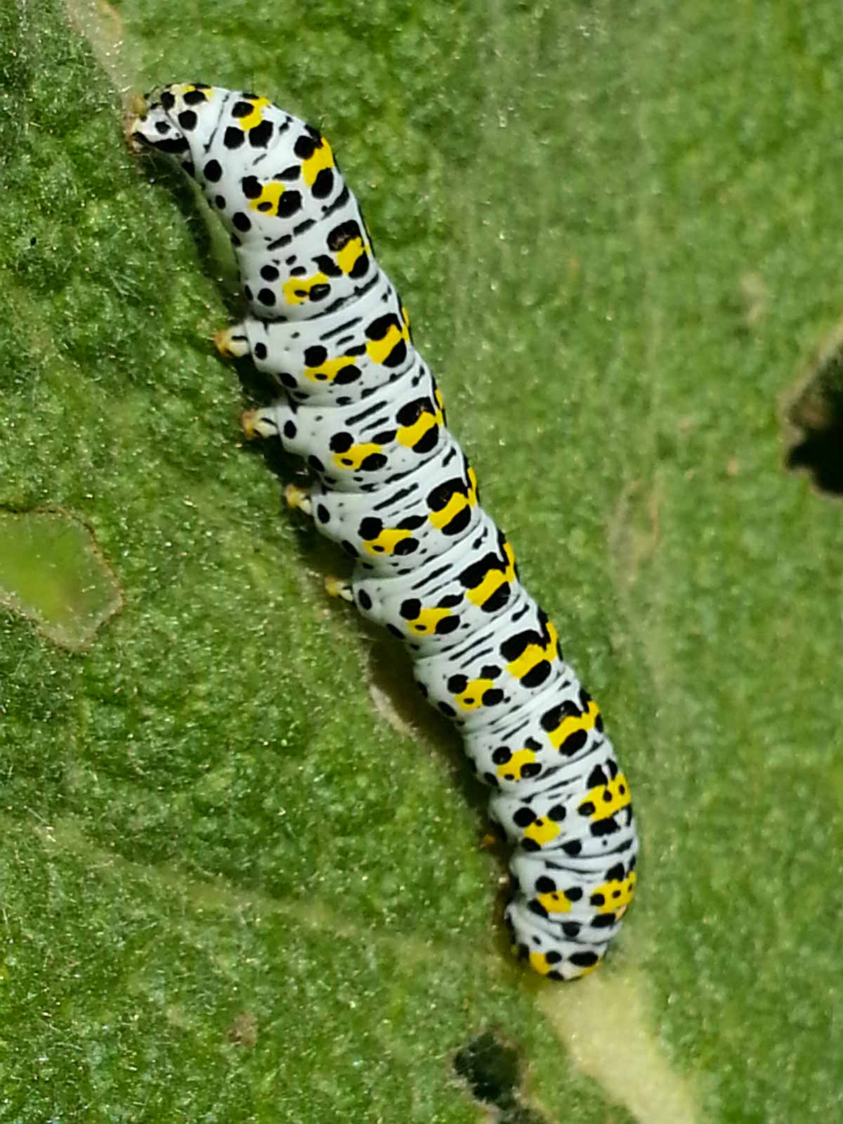 °königskerzen-mönch°