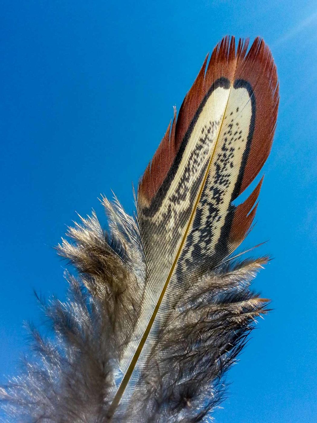 2020-05-06 - NSG Hürfeldhalde Dorsten