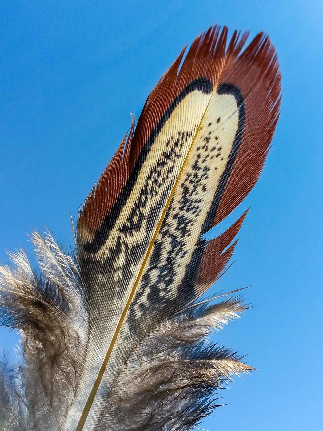 2020-05-06 - NSG Hürfeldhalde Dorsten