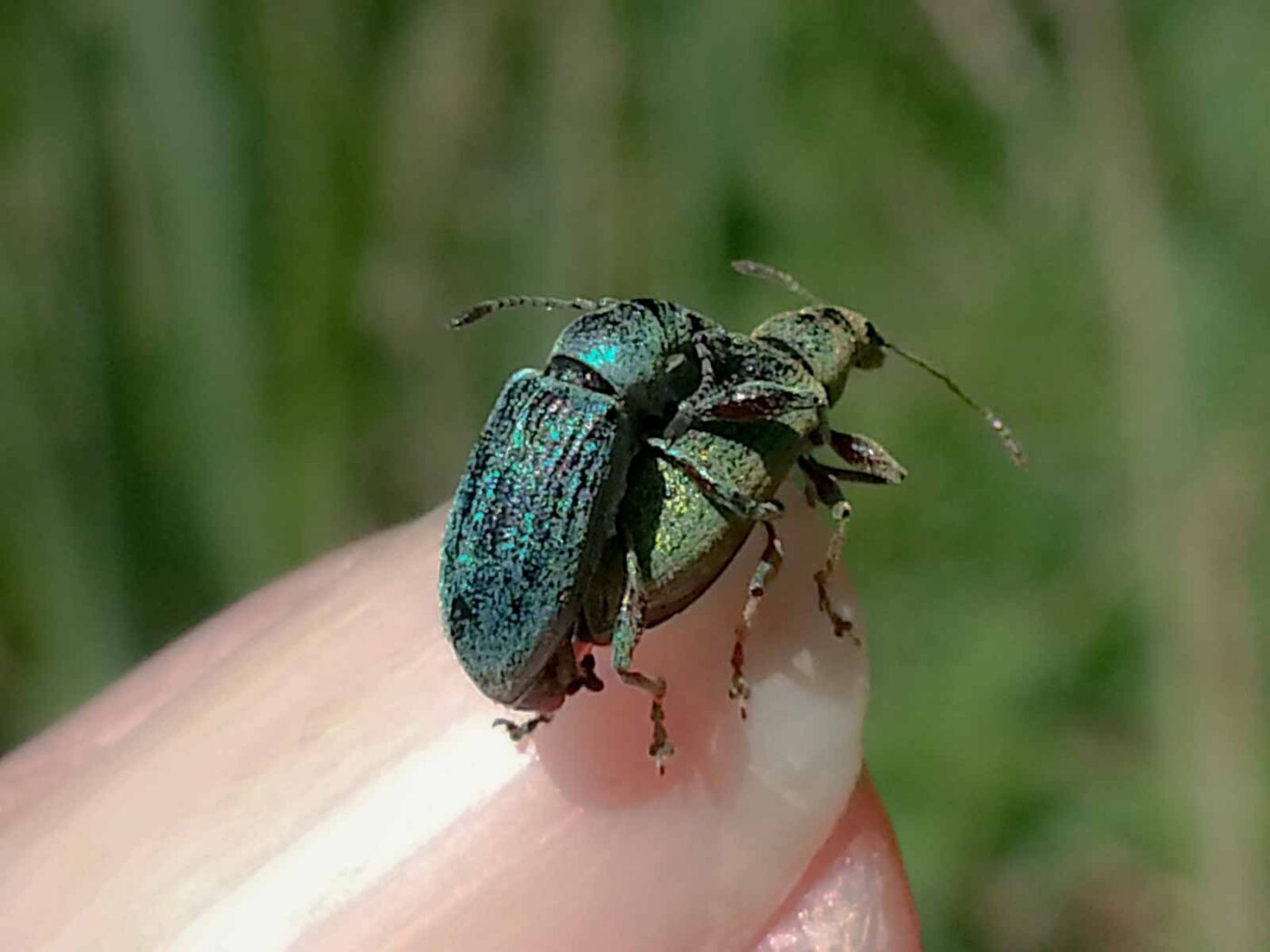 2020-05-06 - NSG Hürfeldhalde Dorsten