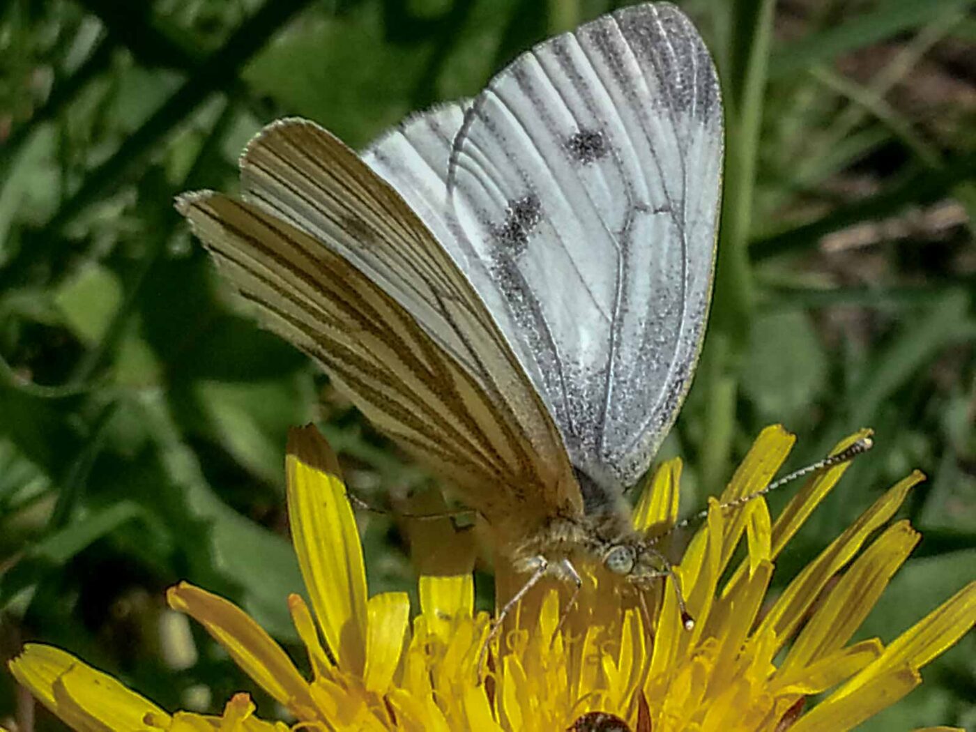 2020-05-06 - NSG Hürfeldhalde Dorsten