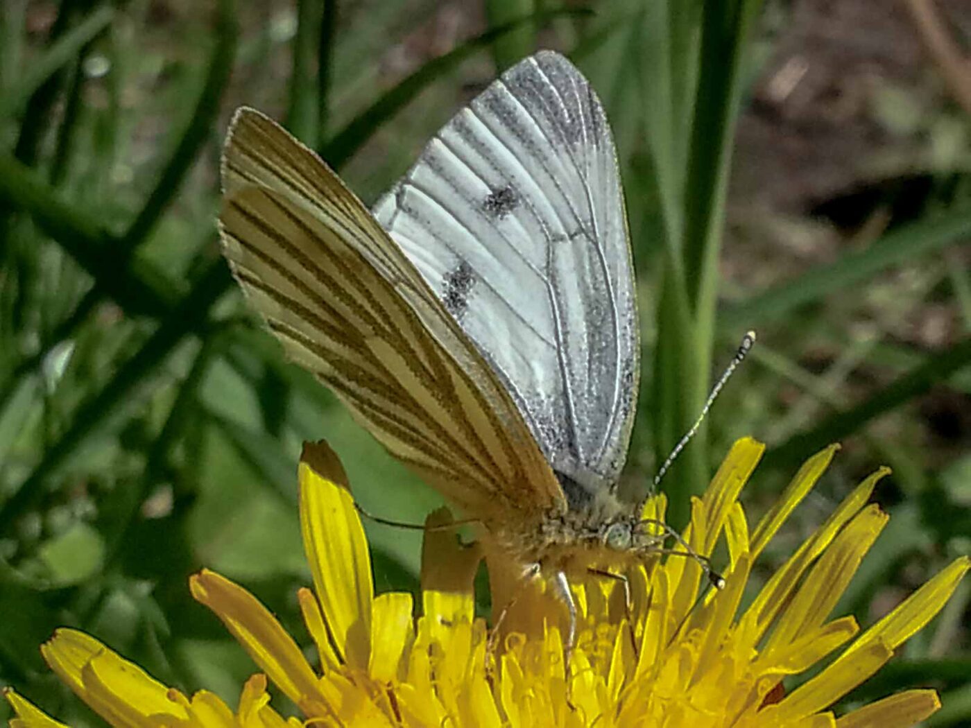 2020-05-06 - NSG Hürfeldhalde Dorsten