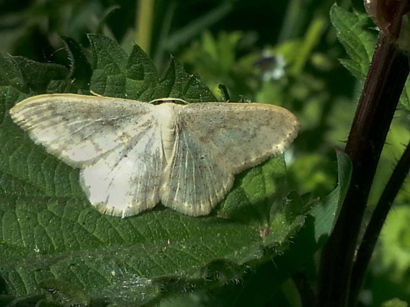 2020-05-06 - NSG Hürfeldhalde Dorsten