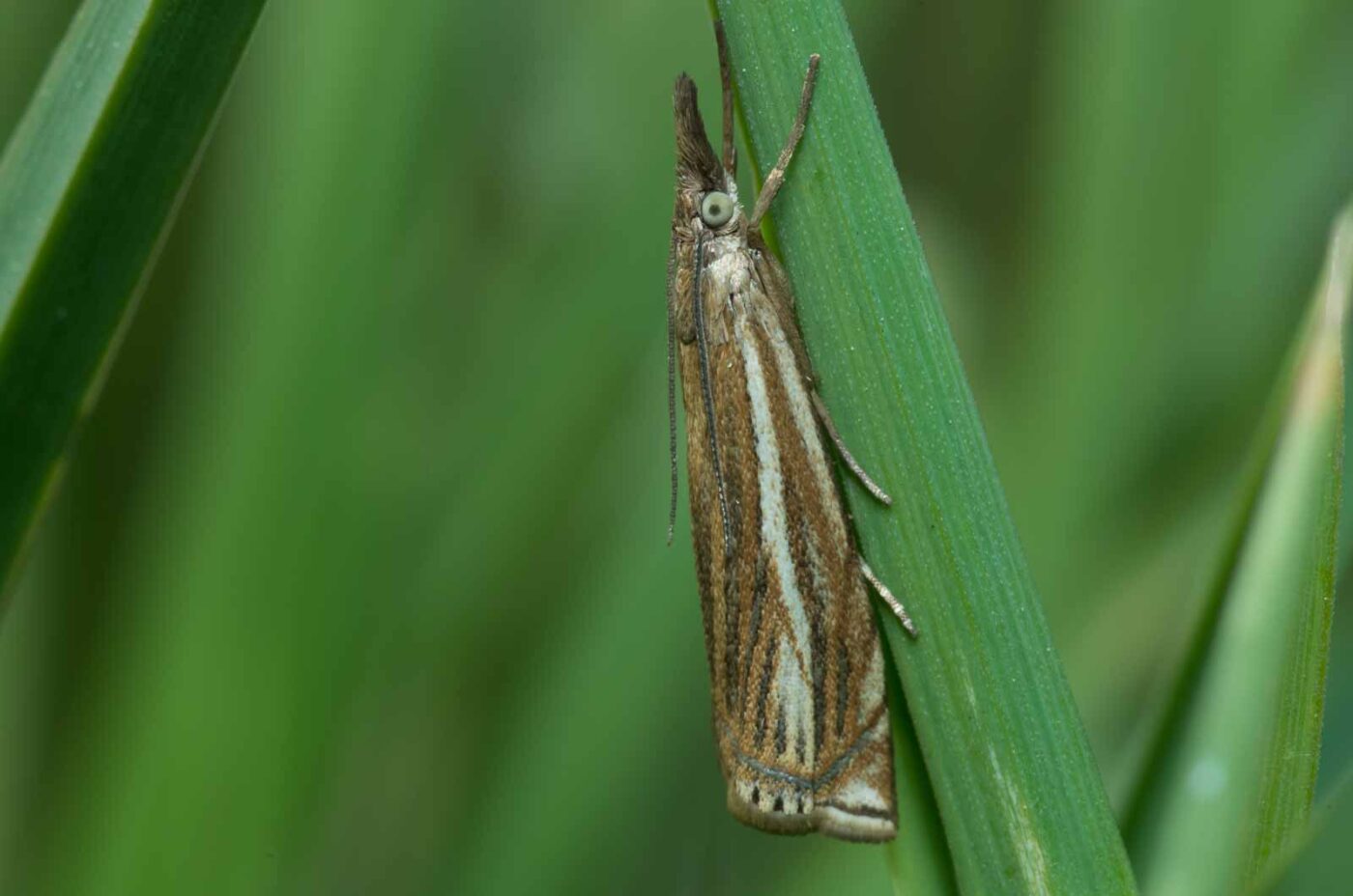 2020-05-07 - NSG Hürfeldhalde Dorsten