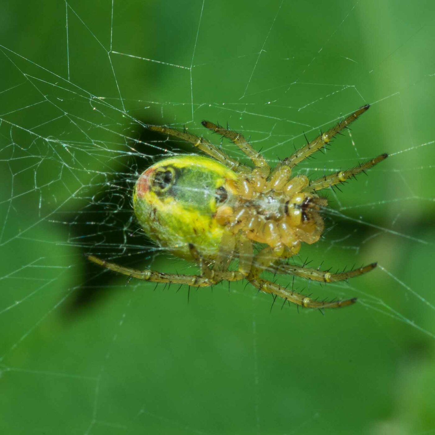 2020-05-07 - NSG Hürfeldhalde Dorsten