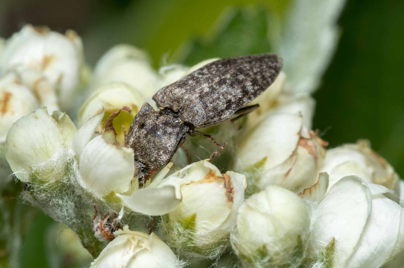 2020-05-07 - NSG Hürfeldhalde Dorsten