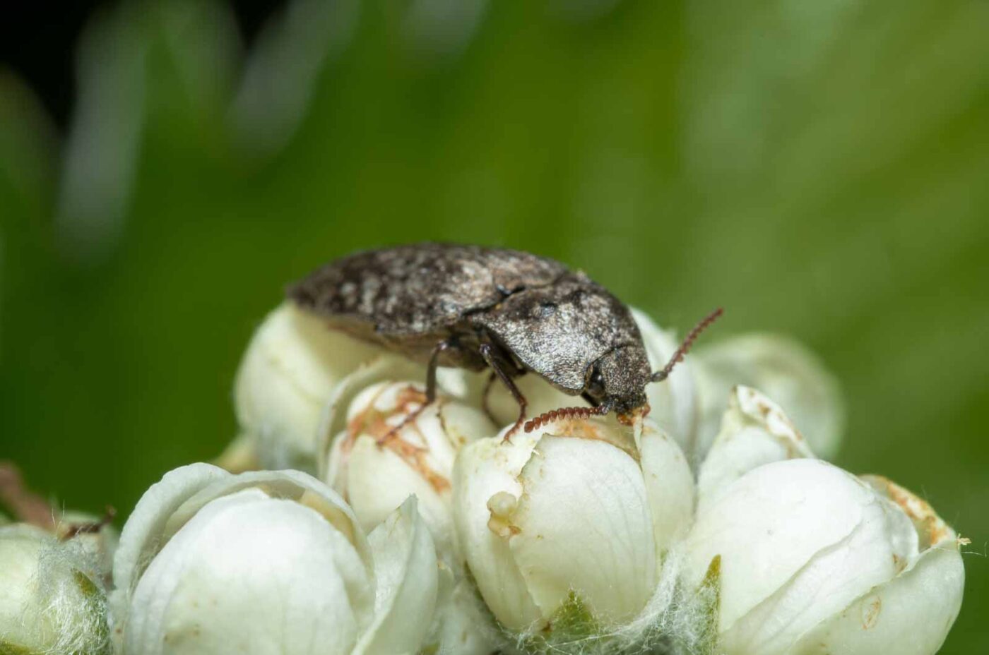 2020-05-07 - NSG Hürfeldhalde Dorsten