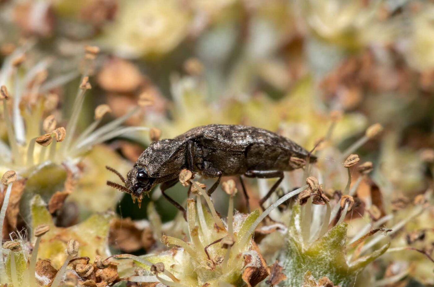 2020-05-07 - NSG Hürfeldhalde Dorsten