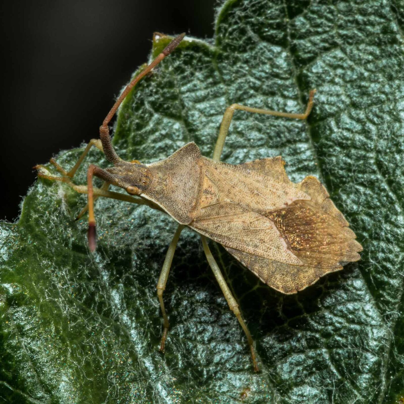 2020-05-07 - NSG Hürfeldhalde Dorsten