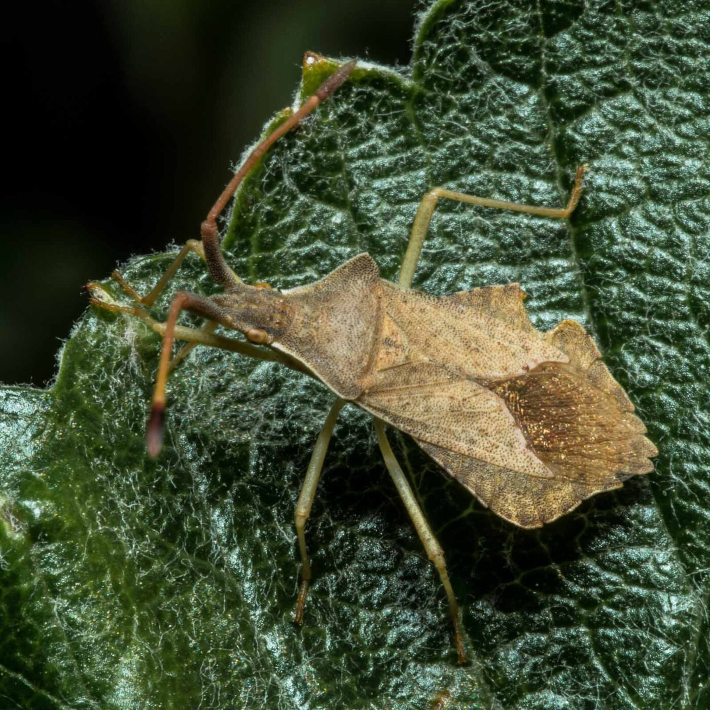2020-05-07 - NSG Hürfeldhalde Dorsten