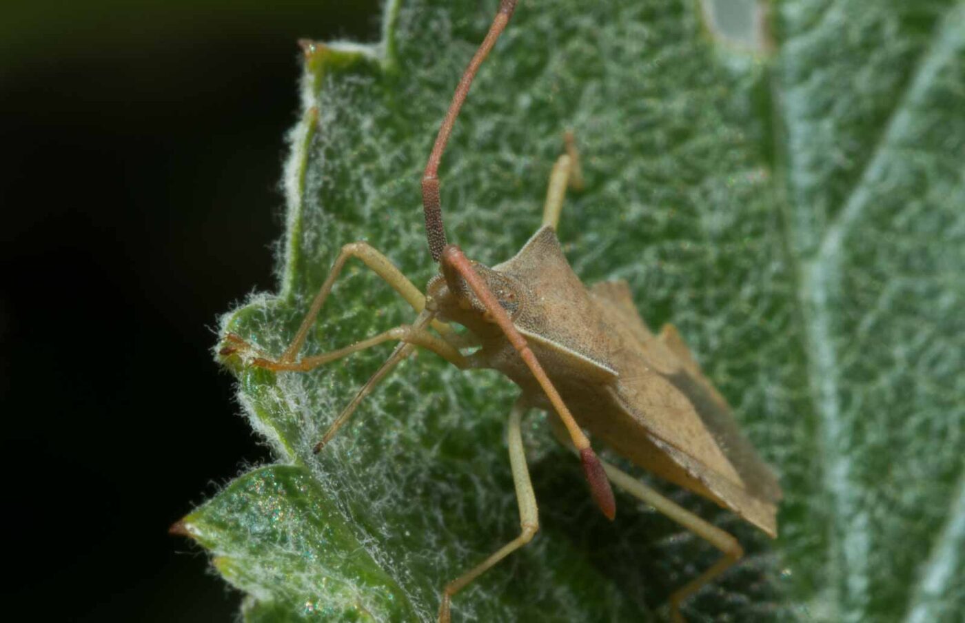 2020-05-07 - NSG Hürfeldhalde Dorsten