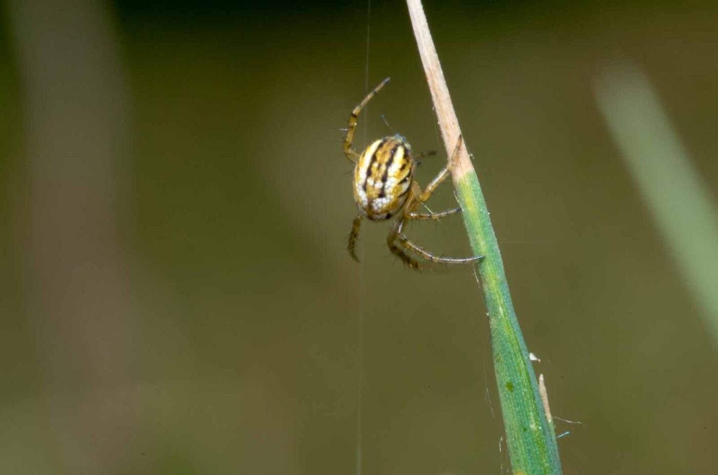 2020-05-07 - NSG Hürfeldhalde Dorsten