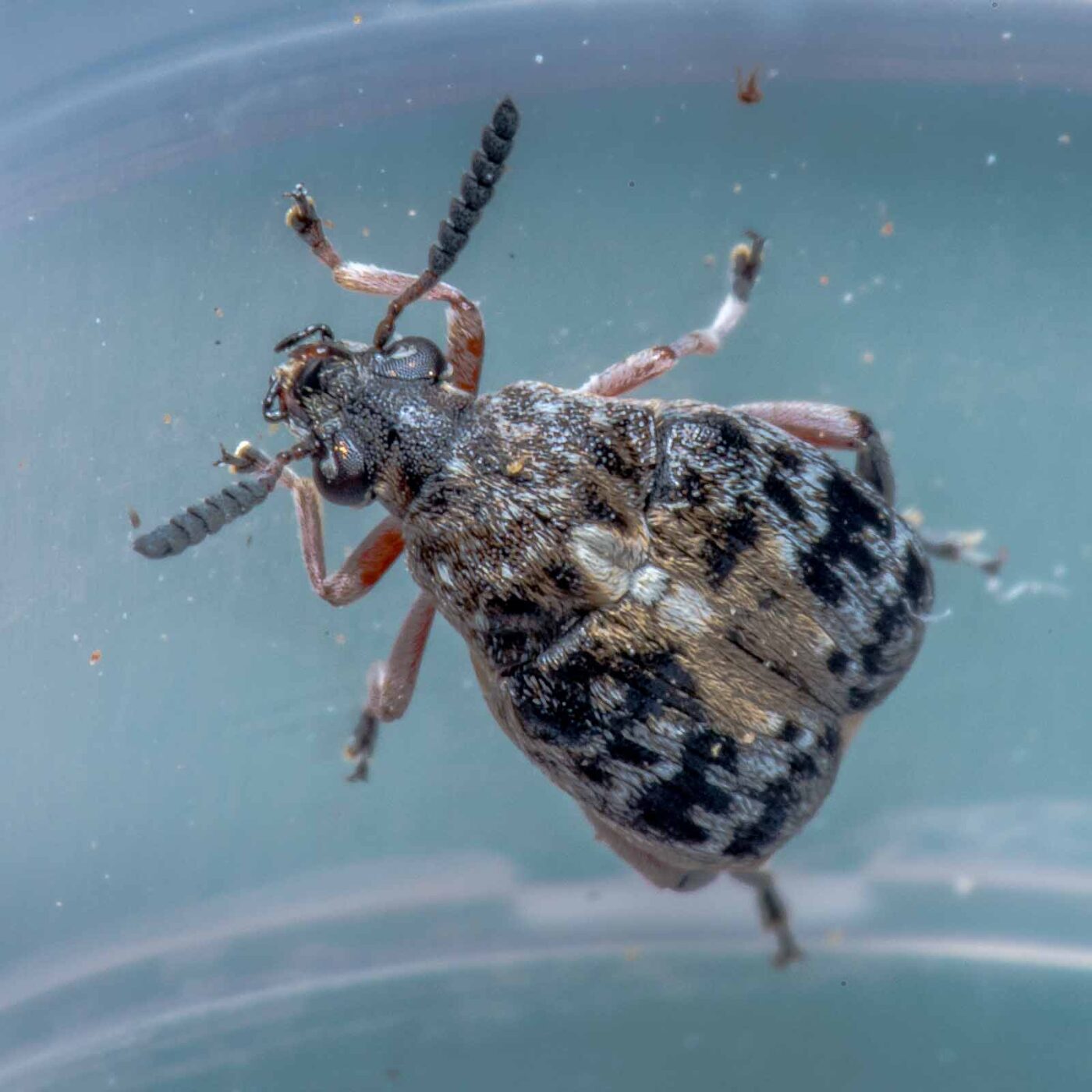 2020-05-11 - Residenzia - HolyHalla - Asiatischer Gleditschien-Samenkäfer