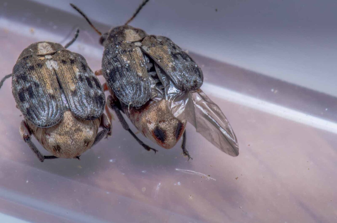 2020-05-11 - Residenzia - HolyHalla - Asiatischer Gleditschien-Samenkäfer