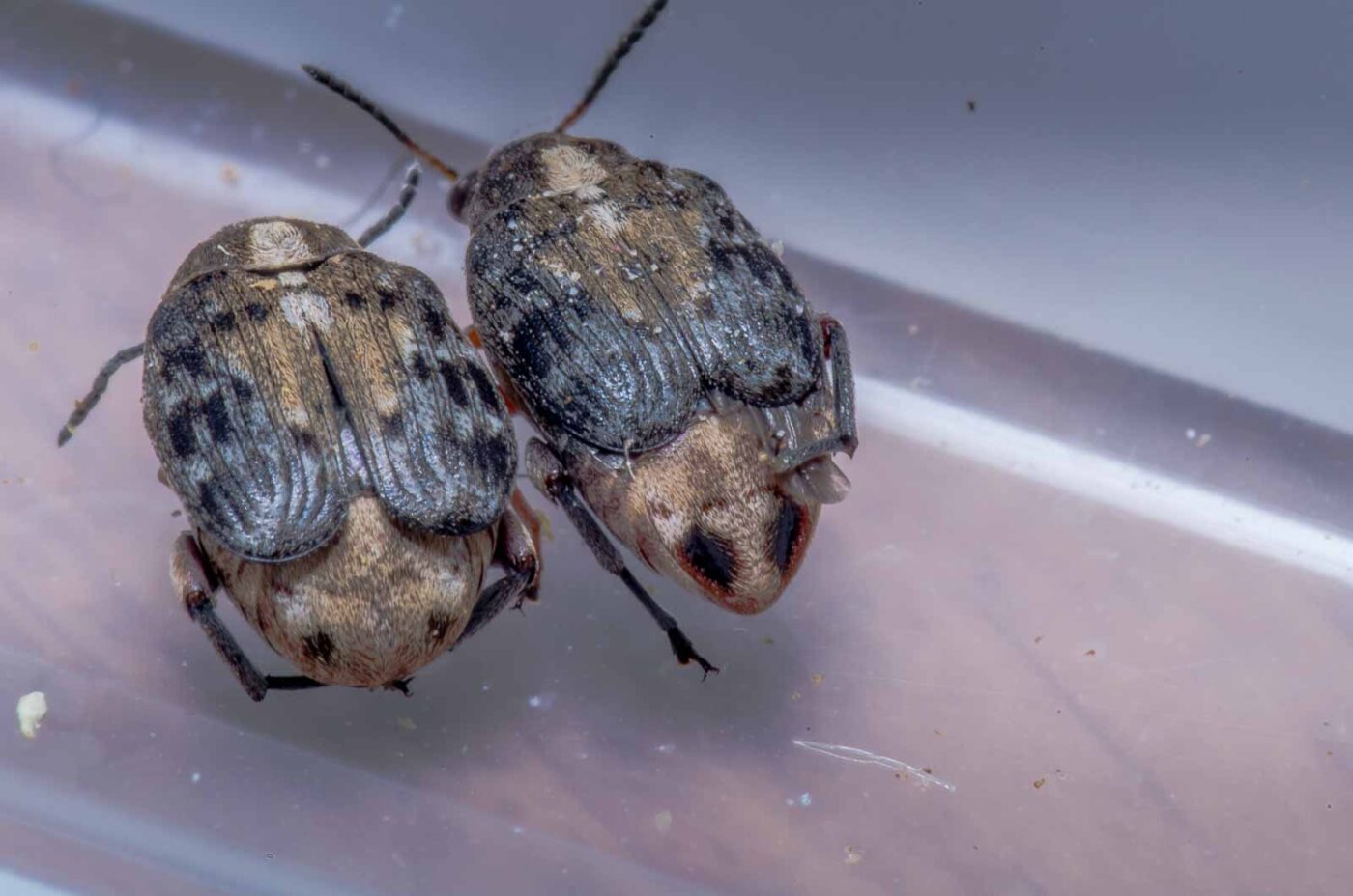 2020-05-11 - Residenzia - HolyHalla - Asiatischer Gleditschien-Samenkäfer