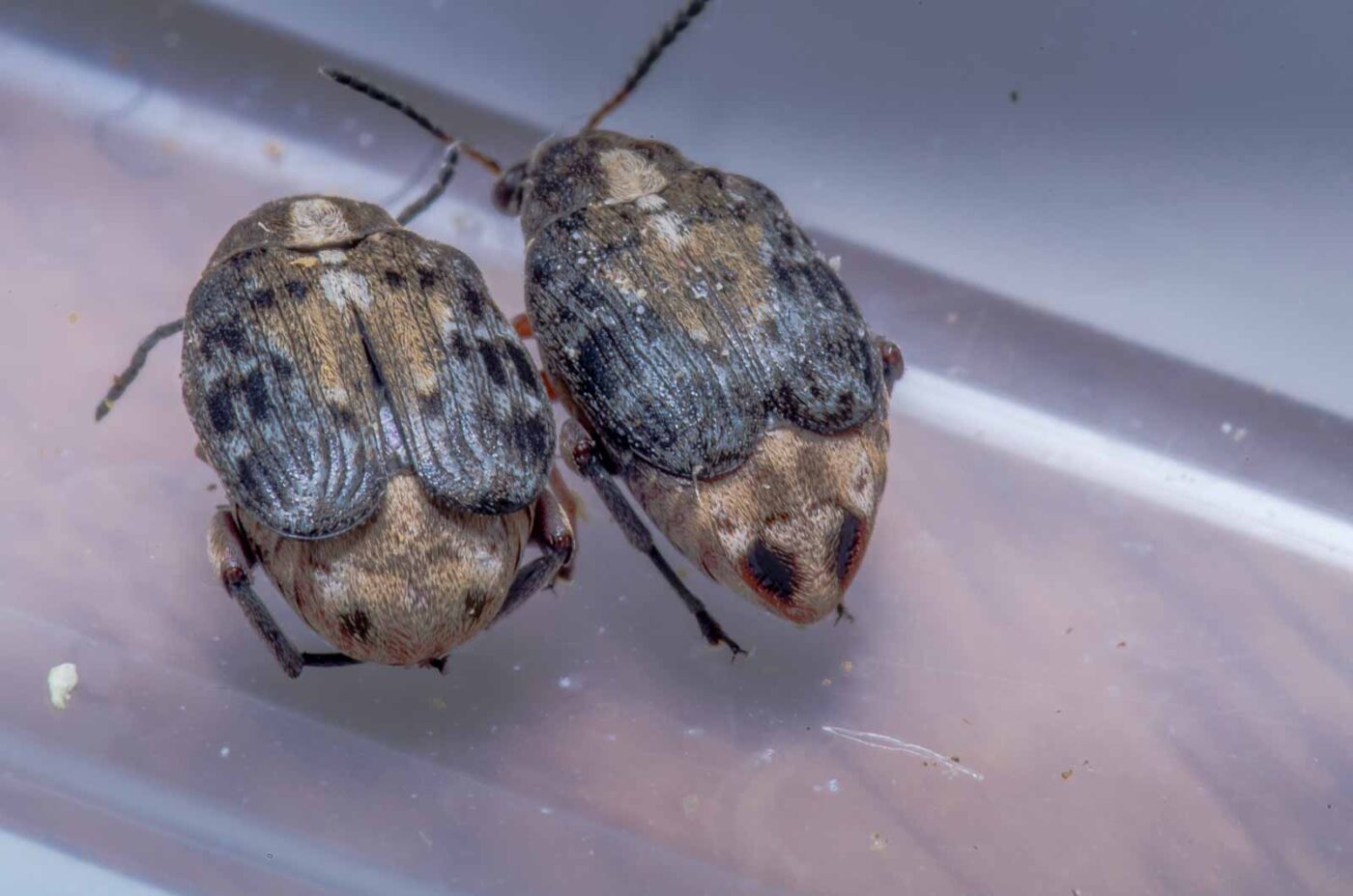 2020-05-11 - Residenzia - HolyHalla - Asiatischer Gleditschien-Samenkäfer