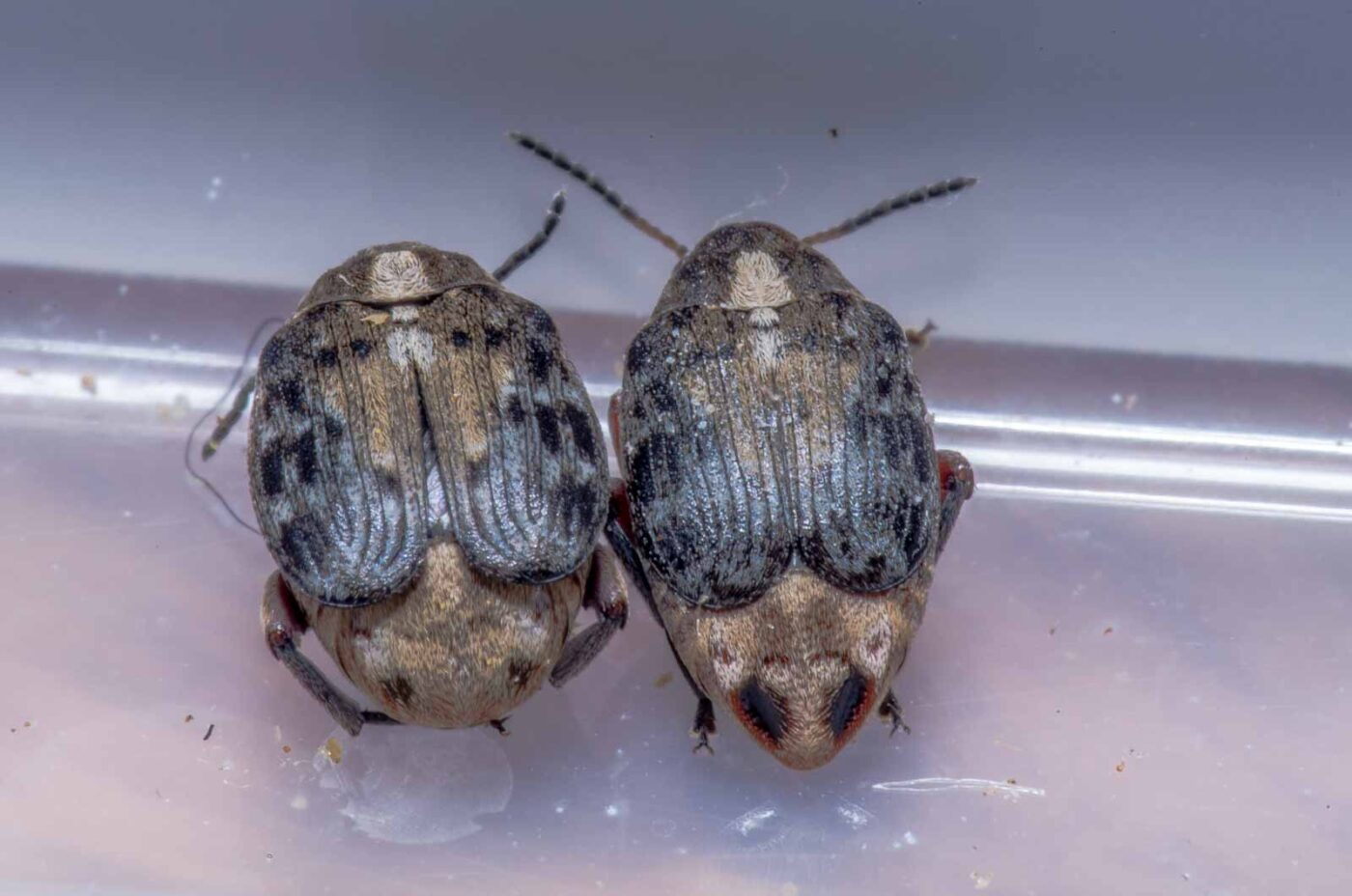 2020-05-11 - Residenzia - HolyHalla - Asiatischer Gleditschien-Samenkäfer