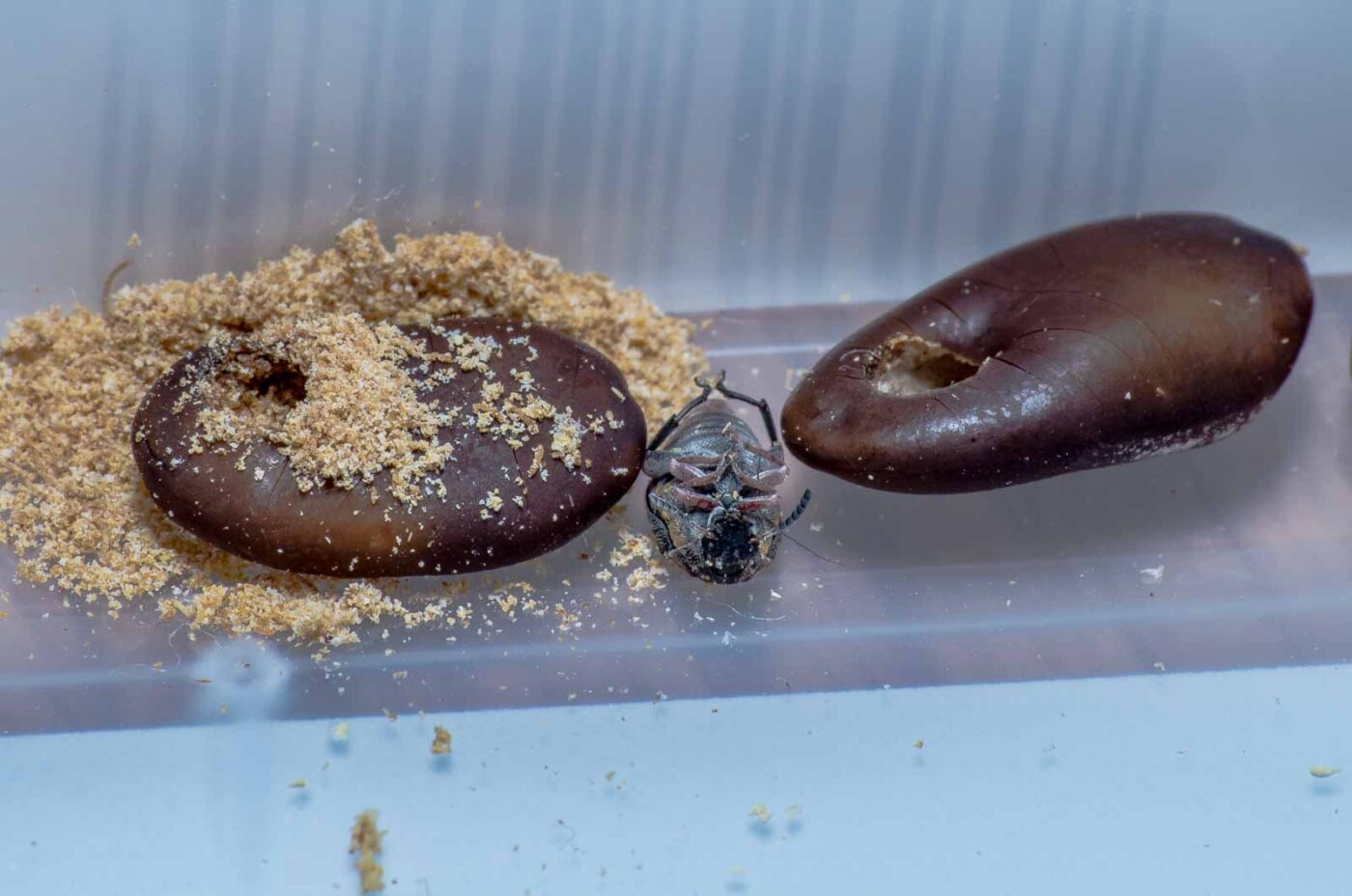 2020-05-11 - Residenzia - HolyHalla - Asiatischer Gleditschien-Samenkäfer