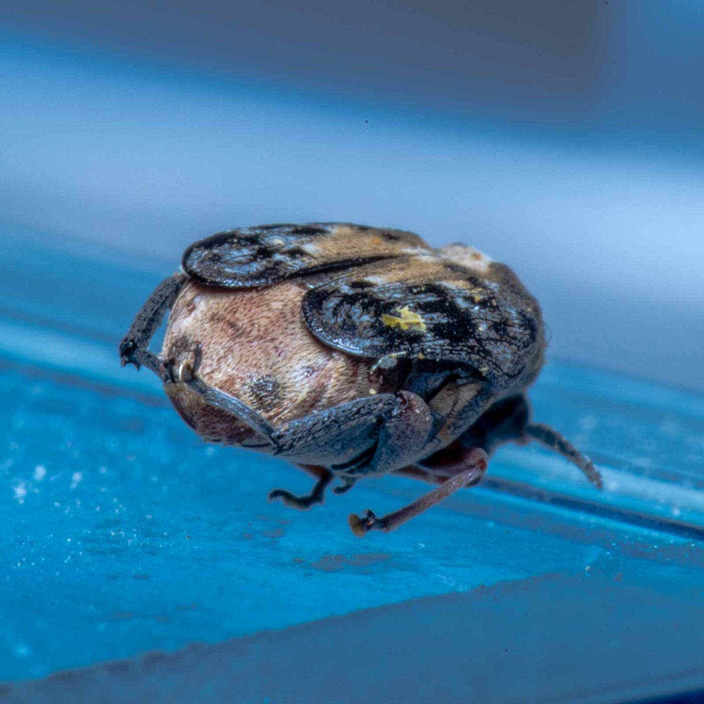 2020-05-11 - Residenzia - HolyHalla - Asiatischer Gleditschien-Samenkäfer