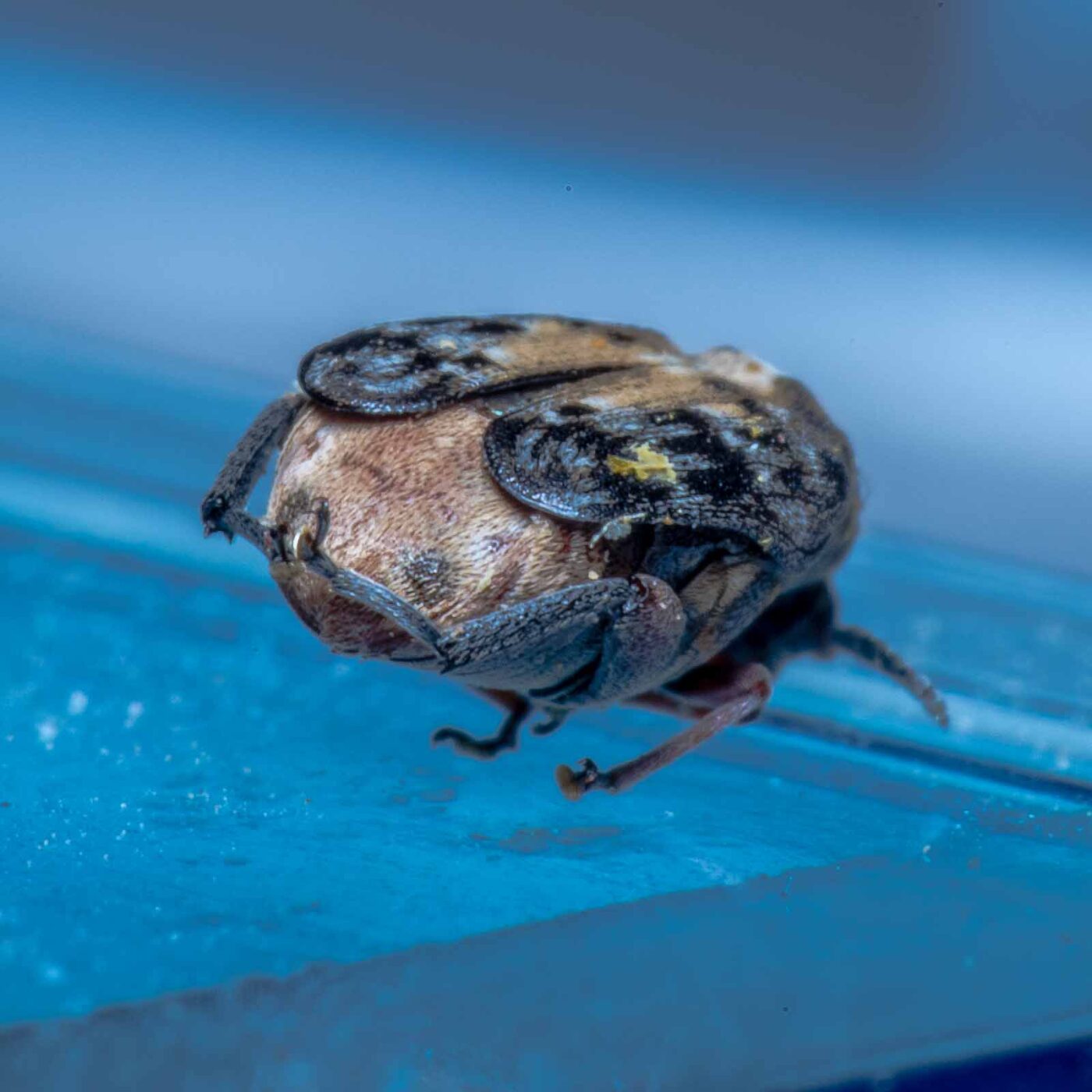 2020-05-11 - Residenzia - HolyHalla - Asiatischer Gleditschien-Samenkäfer