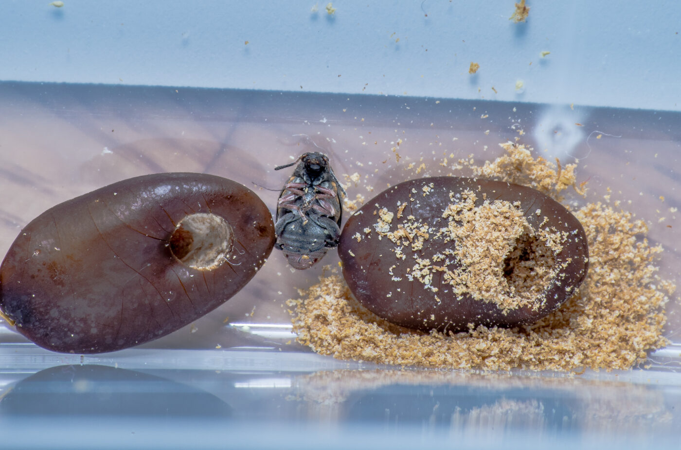 2020-05-11 - Residenzia - HolyHalla - Asiatischer Gleditschien-Samenkäfer