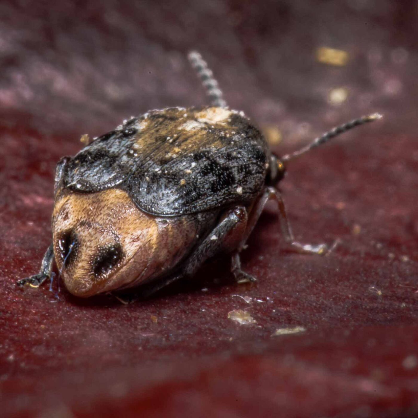 2020-05-11 - Residenzia - HolyHalla - Asiatischer Gleditschien-Samenkäfer