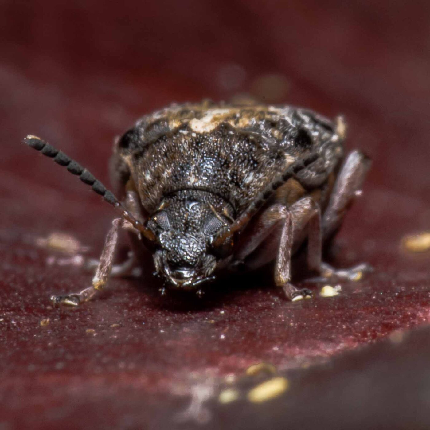 2020-05-11 - Residenzia - HolyHalla - Asiatischer Gleditschien-Samenkäfer