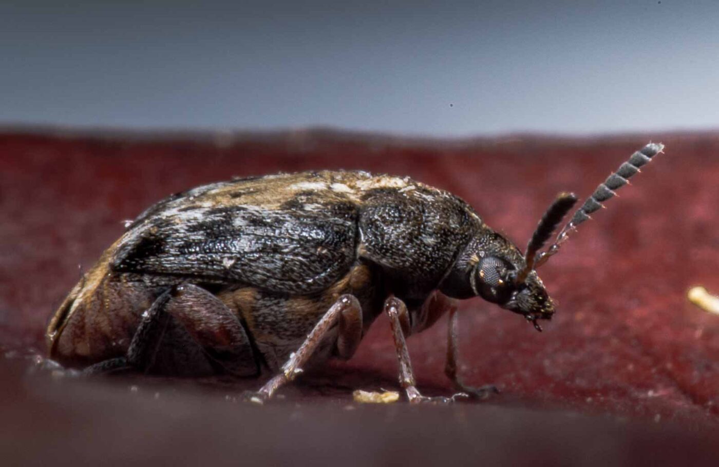 2020-05-11 - Residenzia - HolyHalla - Asiatischer Gleditschien-Samenkäfer